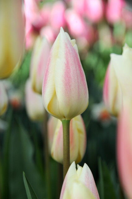 Tulipa - Gruppo 13 (fosteriane) SILK SURPRISE