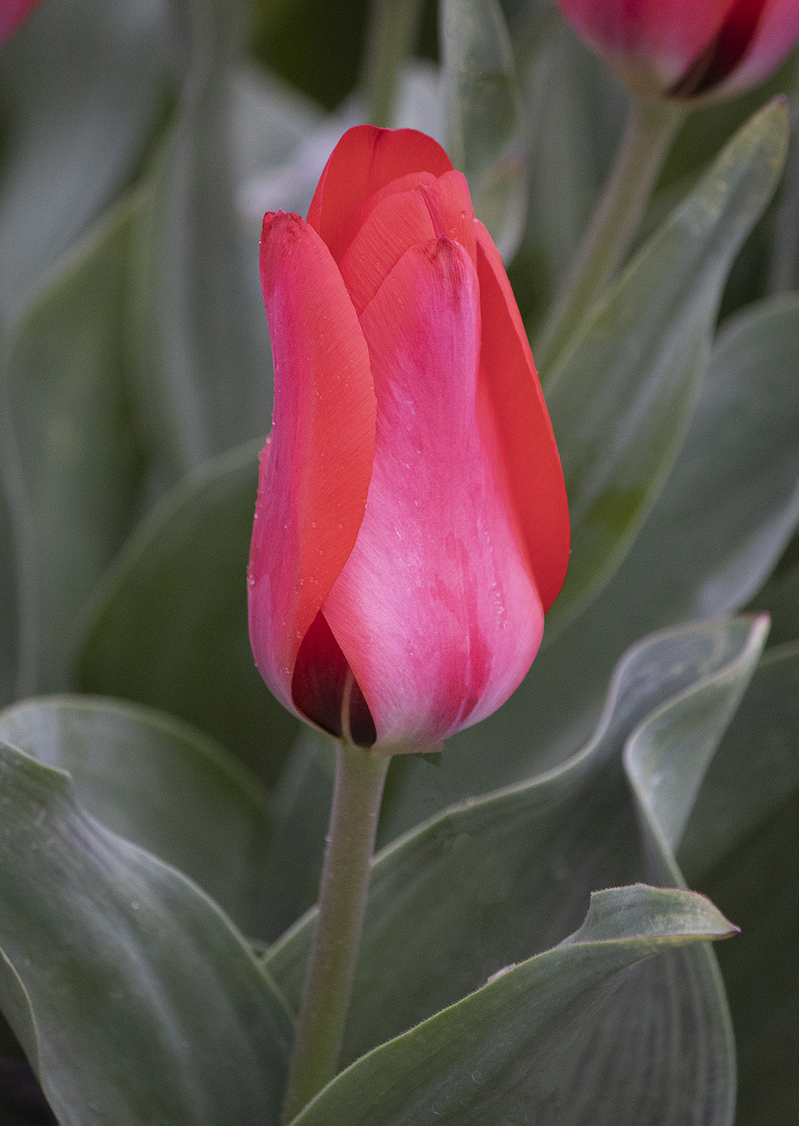 Tulipa - Gruppo 14 (greigii) SORAYA