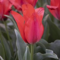 Tulipa - Gruppo 14 (greigii) SORAYA