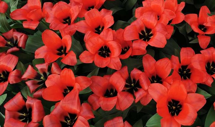 Tulipa - Gruppo 14 (greigii) SORAYA
