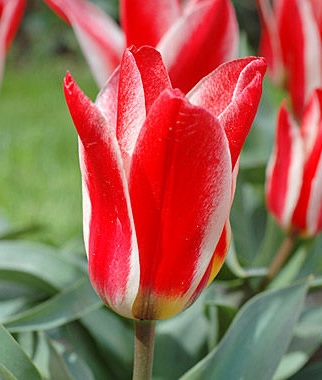 Tulipa - Gruppo 14 (greigii) TARAFA