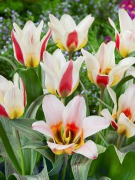 Tulipa - Gruppo 14 (greigii) TARAFA