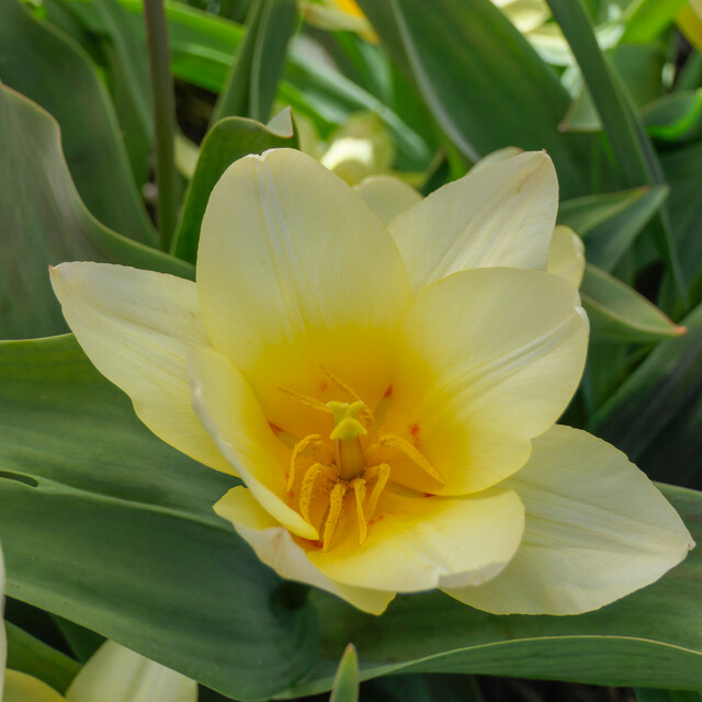 Tulipa - Gruppo 14 (greigii) WHITE FIRE