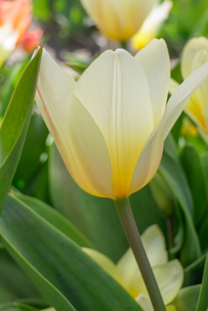 Tulipa - Gruppo 14 (greigii) WHITE FIRE