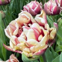 Tulipa - Gruppo 11 (tardivi doppi) WYNDHAM