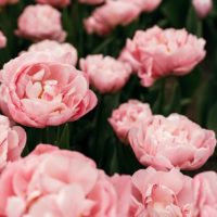 Tulipa - Gruppo 11 (tardivi doppi) PIOEN ROSE