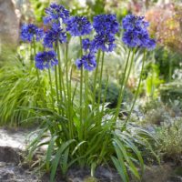 Agapanthus (v) BLUE THUNDER