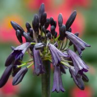 Agapanthus (v) BLACK MAGIC