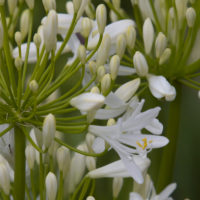 Agapanthus (v) BRIDAL BOUQUET