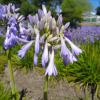 Agapanthus (v) CELEBRATION