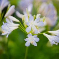 Agapanthus (v) SILVER BABY