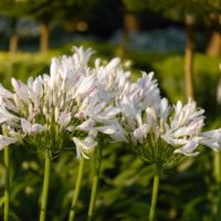 Agapanthus (v) STRAWBERRY ICE