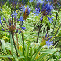 Agapanthus (v) GOLD STRIKE