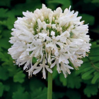 Agapanthus (v) SNOW CLOUD