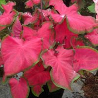 Caladium CHERRY TART