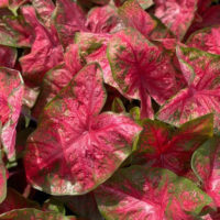 Caladium LAVA GLOW