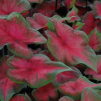 Caladium POSTMAN JOYNER