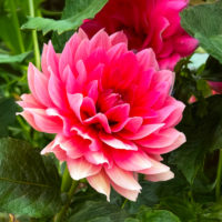 Dahlia (DALIA decorativa) BERLINER KLEENE
