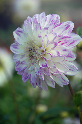 Dahlia (DALIA anemone) QUE SERA