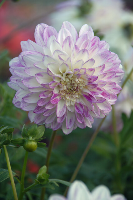 Dahlia (DALIA anemone) QUE SERA