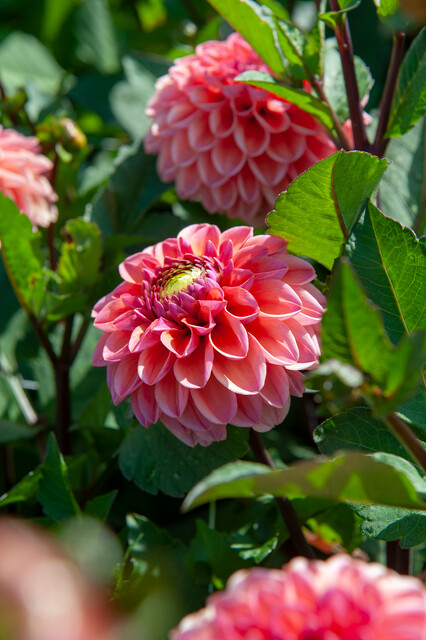Dahlia (DALIA decorativa) DAISY DUKE