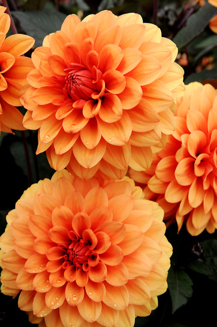 Dahlia (DALIA decorativa) DAVID HOWARD