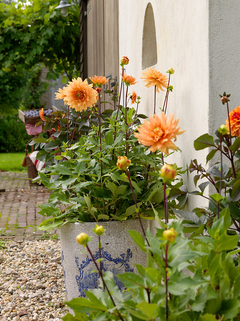 Dahlia (DALIA decorativa) DAVID HOWARD