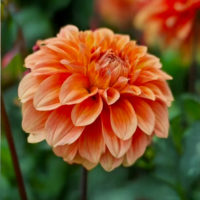 Dahlia (DALIA decorativa) GARDEN JUBILEE