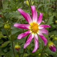Dahlia (DALIA fiore semplice) orchid HONKA PINK