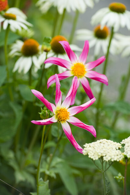 Dahlia (DALIA fiore semplice) orchid HONKA PINK