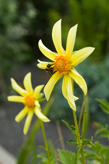 Dahlia (DALIA fiore semplice) orchid HONKA YELLOW
