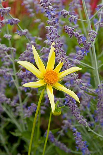 Dahlia (DALIA fiore semplice) orchid HONKA YELLOW