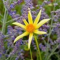 Dahlia (DALIA fiore semplice) orchid HONKA YELLOW
