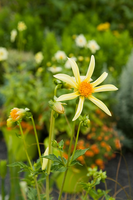 Dahlia (DALIA fiore semplice) orchid HONKA YELLOW