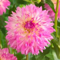 Dahlia (DALIA decorativa) KORDESSA