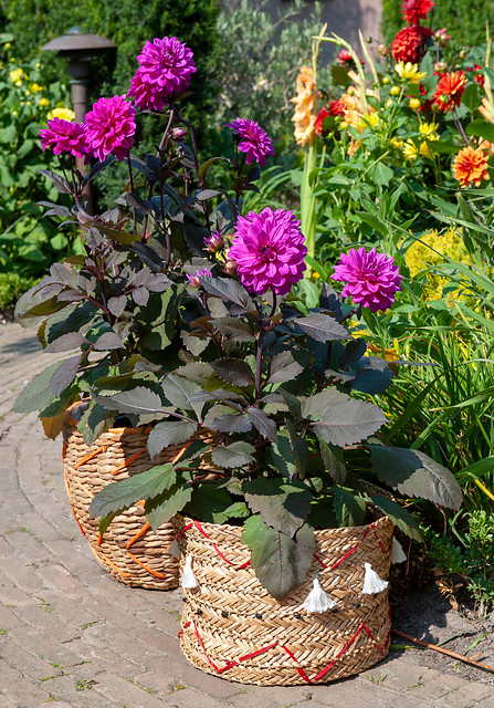 Dahlia (DALIA decorativa) MARCEL DESSAULT