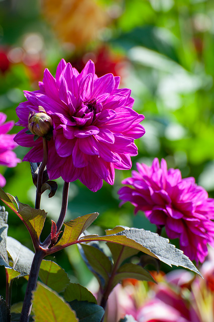 Dahlia (DALIA decorativa) MARCEL DESSAULT