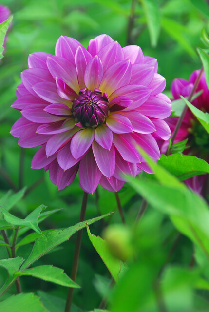 Dahlia (DALIA decorativa) MEDITERRANNEE