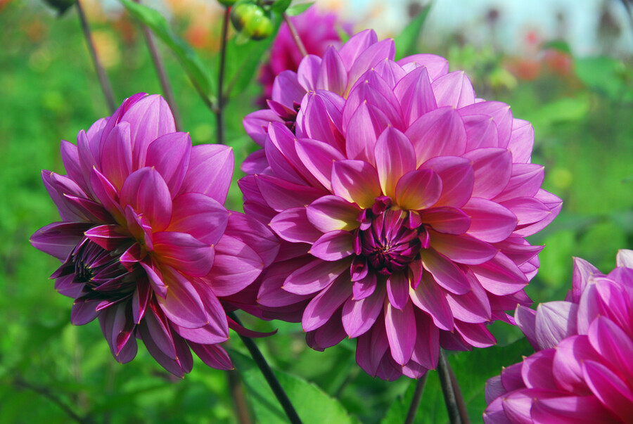 Dahlia (DALIA decorativa) MEDITERRANNEE