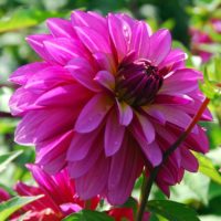 Dahlia (DALIA decorativa) MEDITERRANNEE