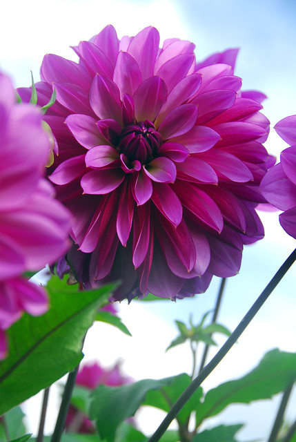 Dahlia (DALIA decorativa) MEDITERRANNEE