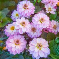 Dahlia (DALIA decorativa) PACIFIC JEWEL