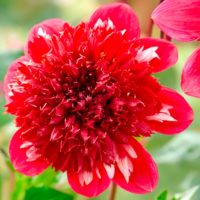 Dahlia (DALIA anemone) SPEECH