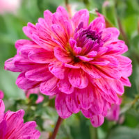 Dahlia (DALIA decorativa) TROPICAL