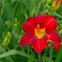 Hemerocallis CHICAGO APACHE