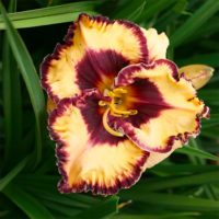 Hemerocallis OPEN MY EYES
