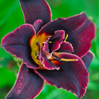 Hemerocallis VOODOO DANCER