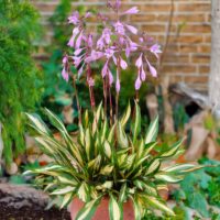Hosta CHERRY BERRY