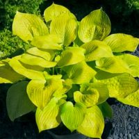 Hosta LEMON SNAP