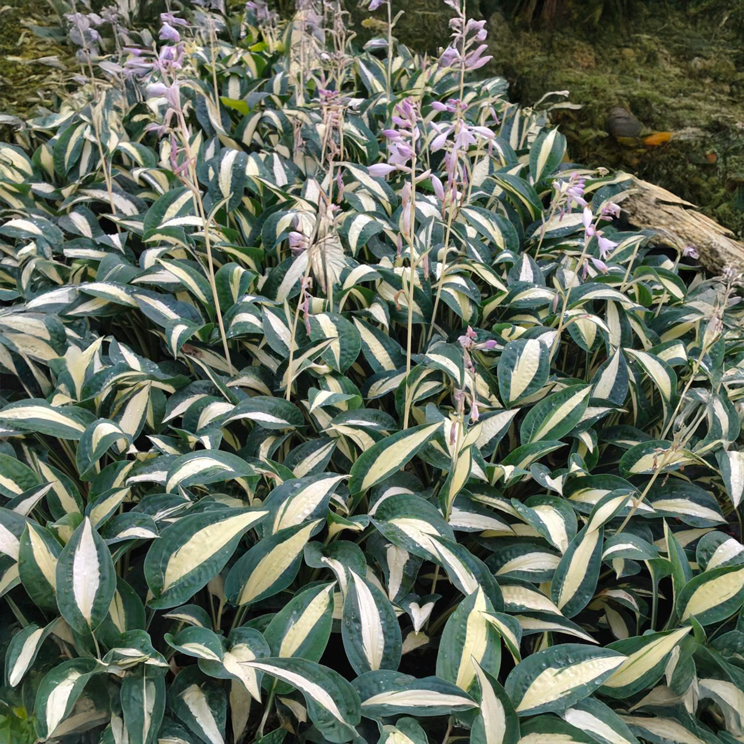 Hosta PIN-UP